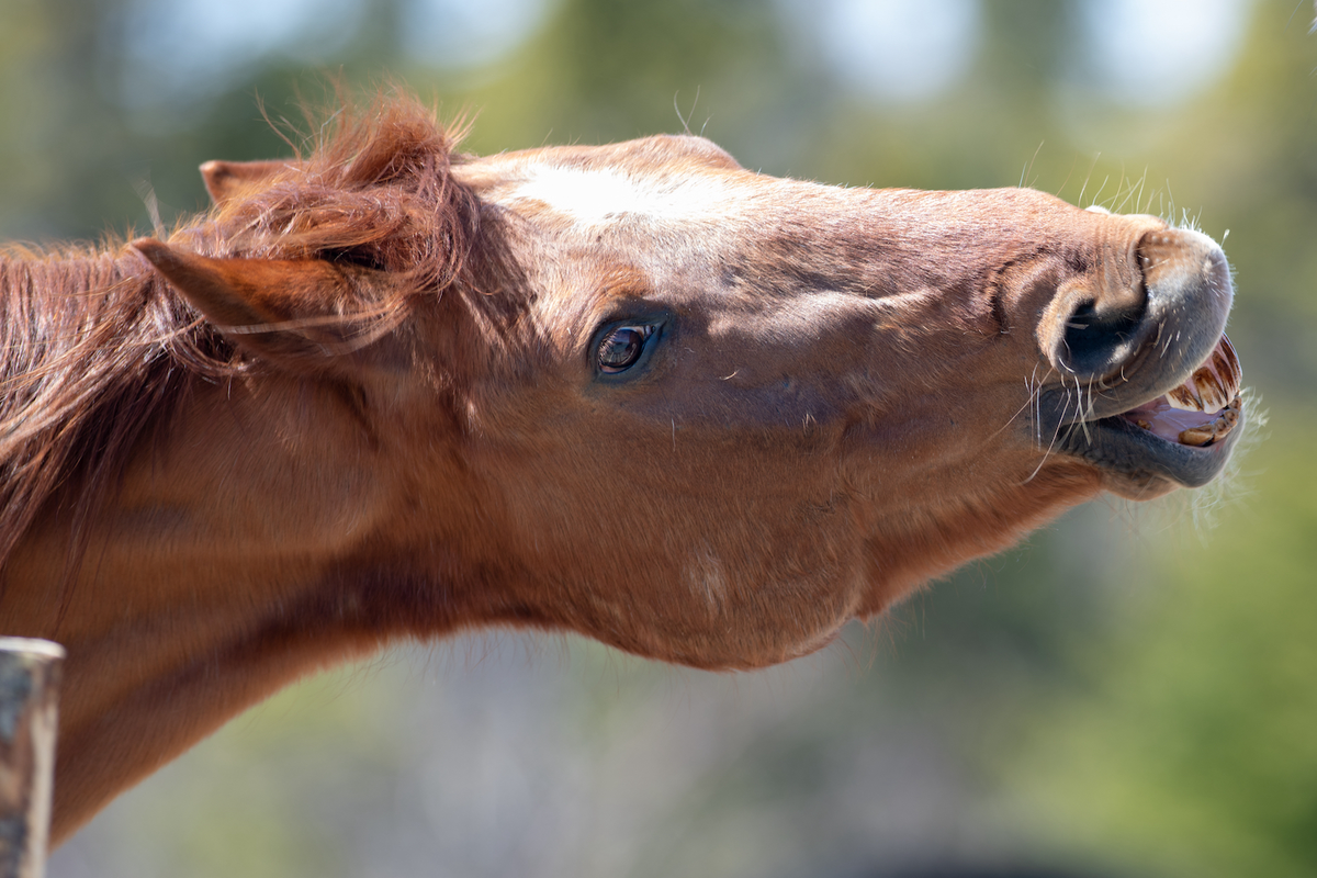 Bouchon œsophagien chez le cheval, comment le reconnaître et réagir ?