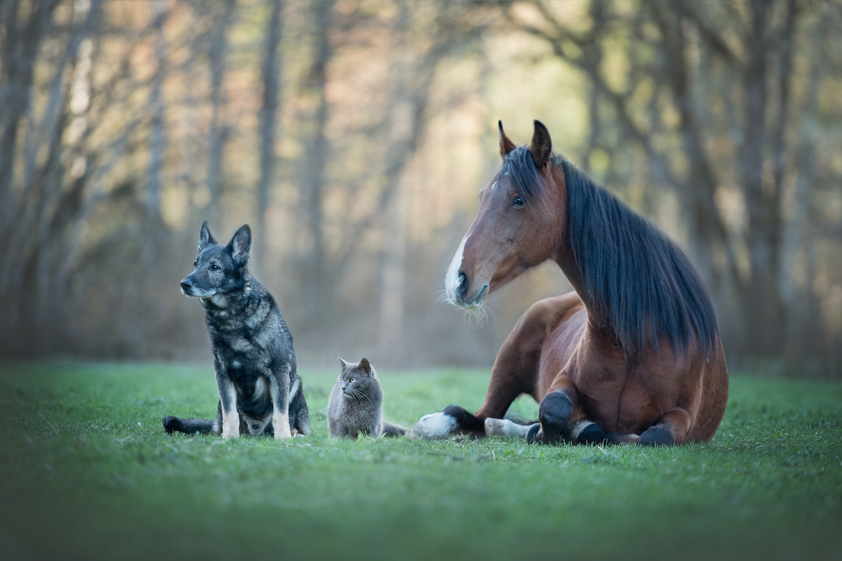 Un certificat d’engagement et de connaissance désormais obligatoire pour adopter un animal