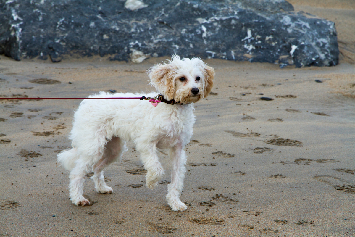 Tendinite du biceps chez le chien : l’identifier et la soigner