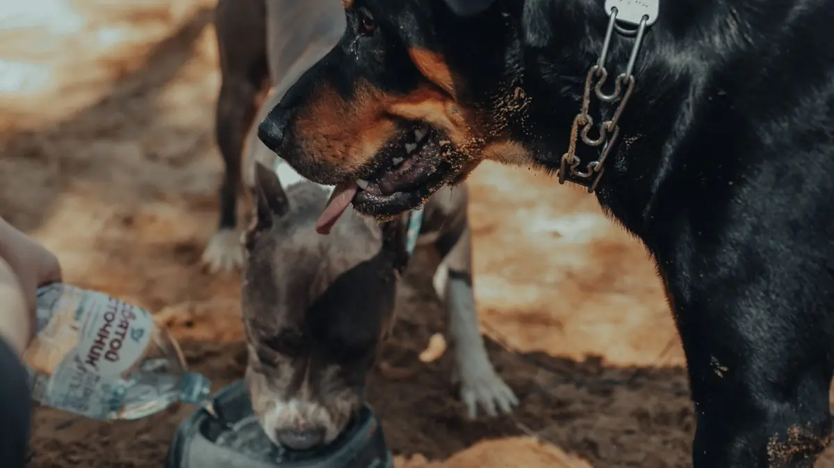 Deux chiens qui boivent dans une gamelle d'eau