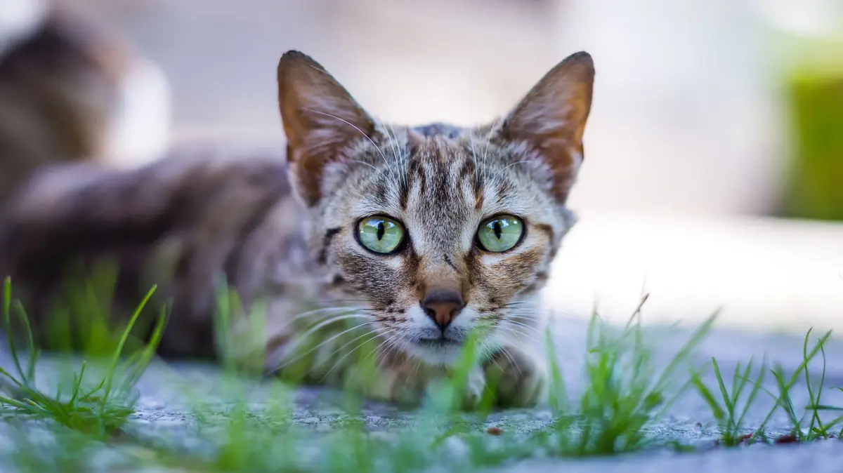 chat de race porteur du sida et de la leucose f&eacute;line