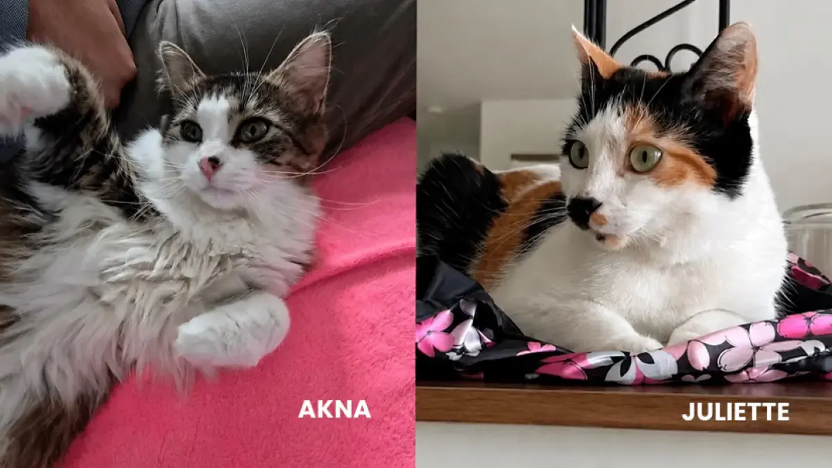 deux chattes &agrave; l'adoption