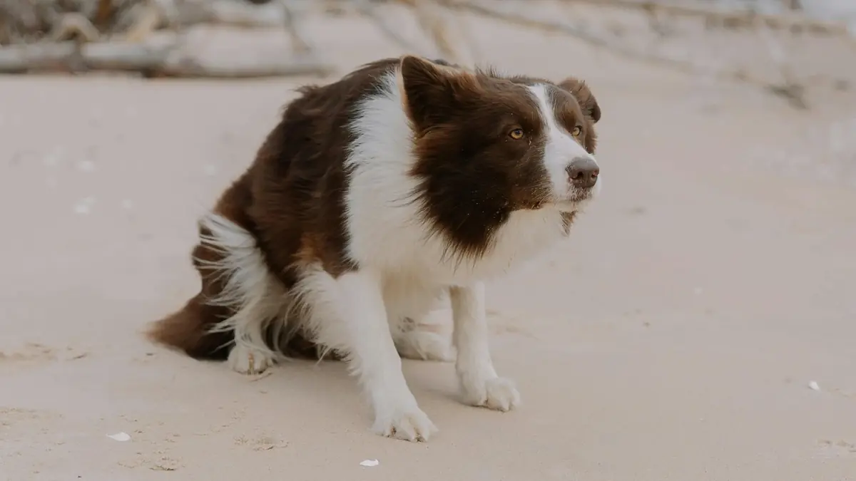 chien qui traine son arri&egrave;re-train sur le sol