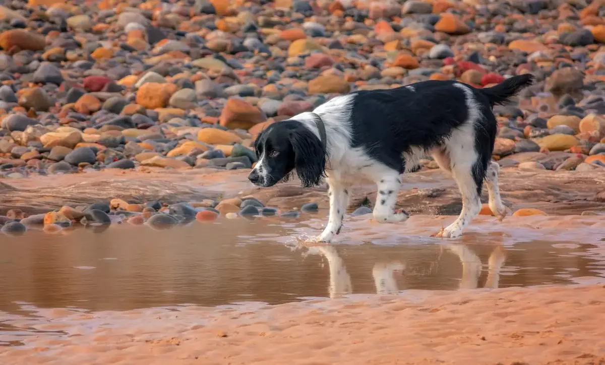 Mon chien détruit tout : les causes du problème