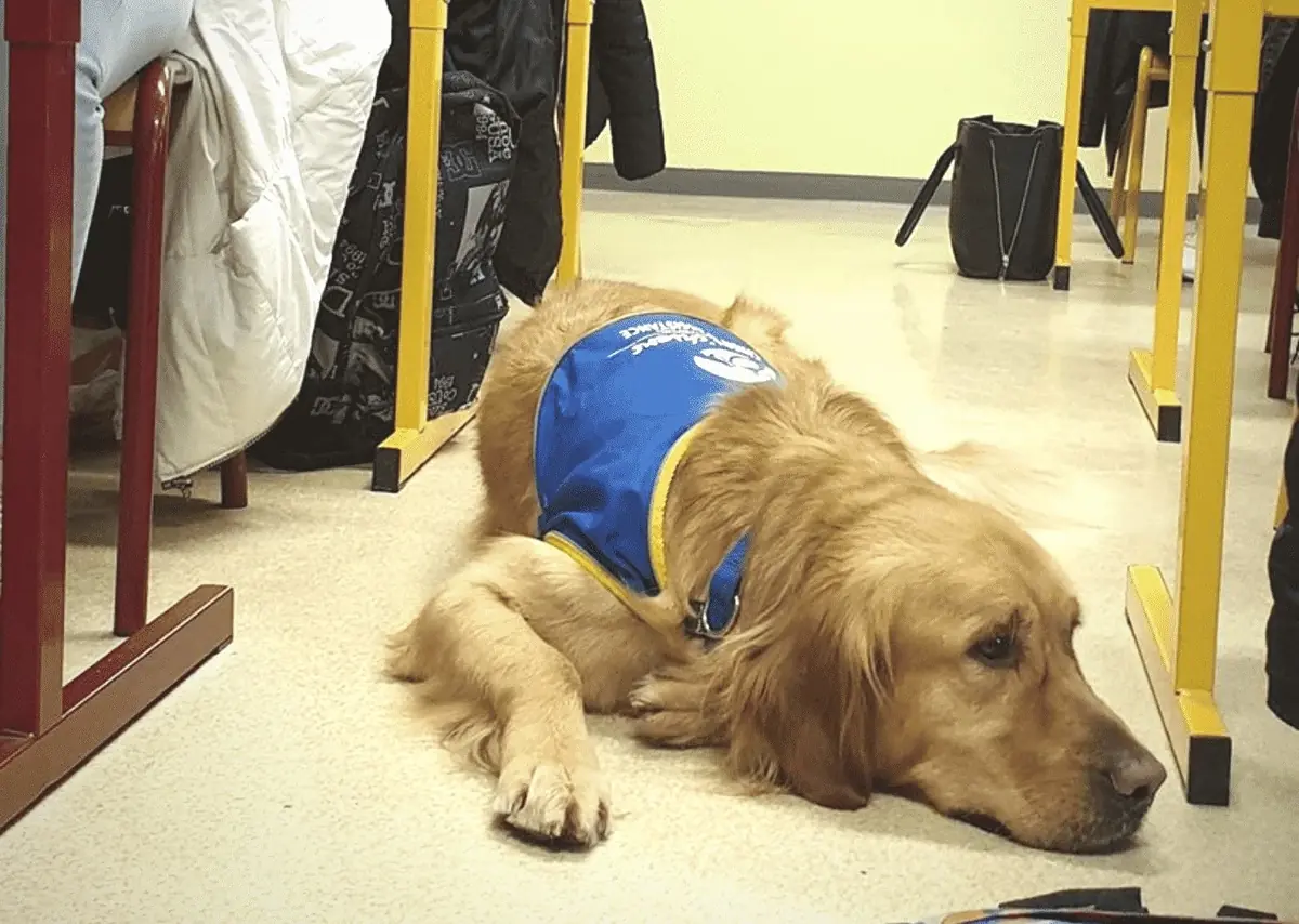 chien d'assistance collège