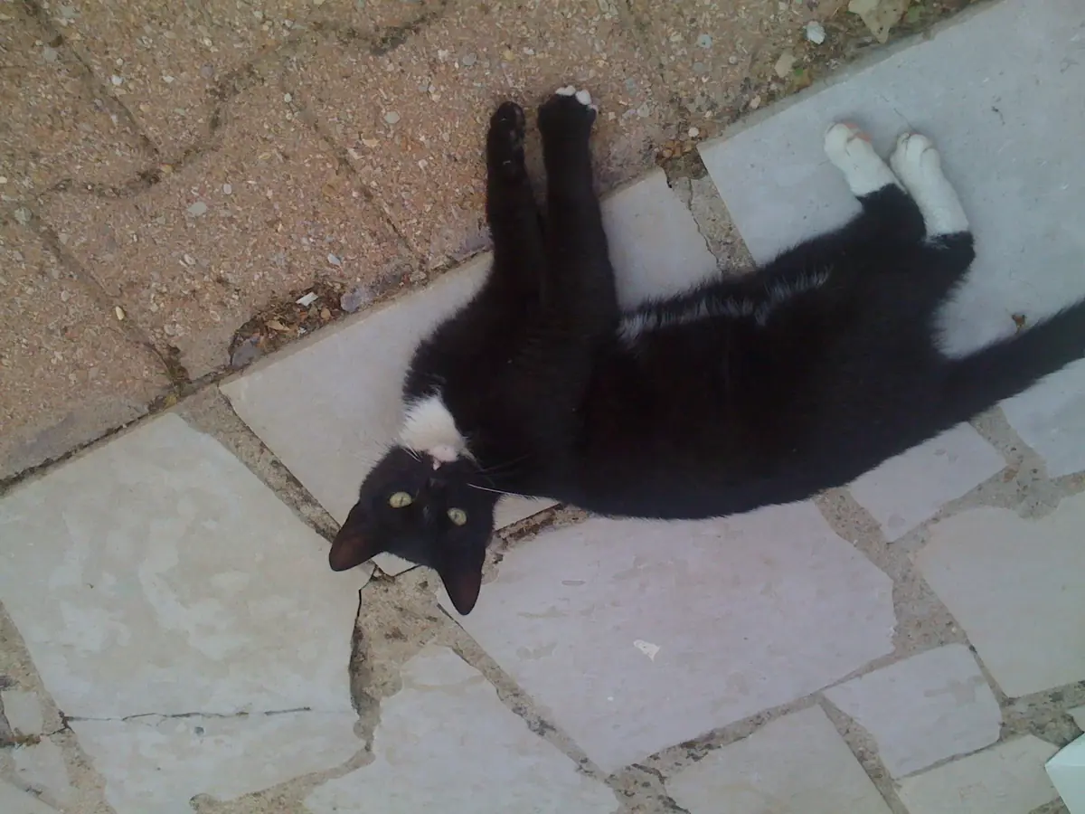 5 idées reçues sur les chats seniors 