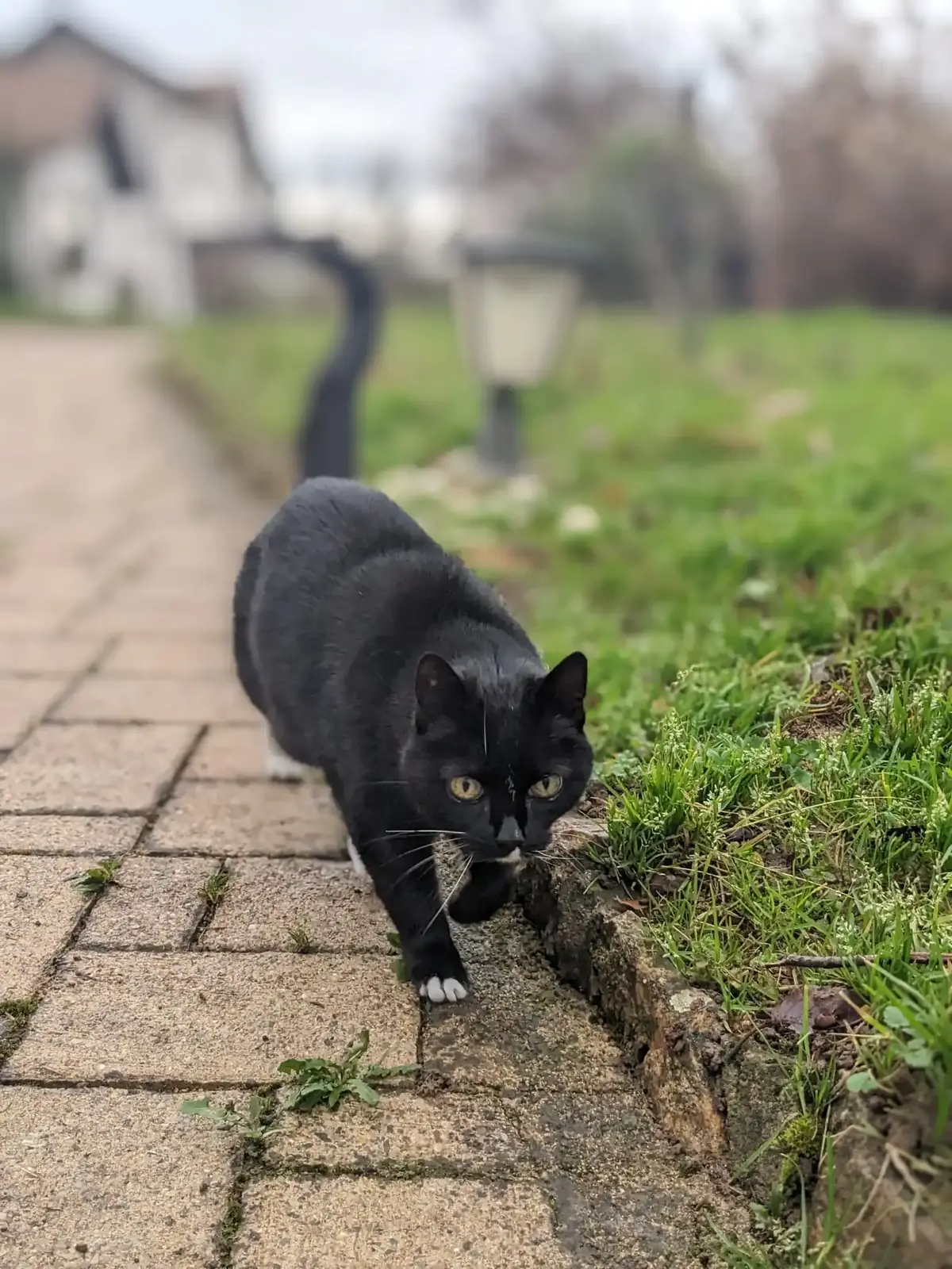 5 idées reçues sur les chats seniors 