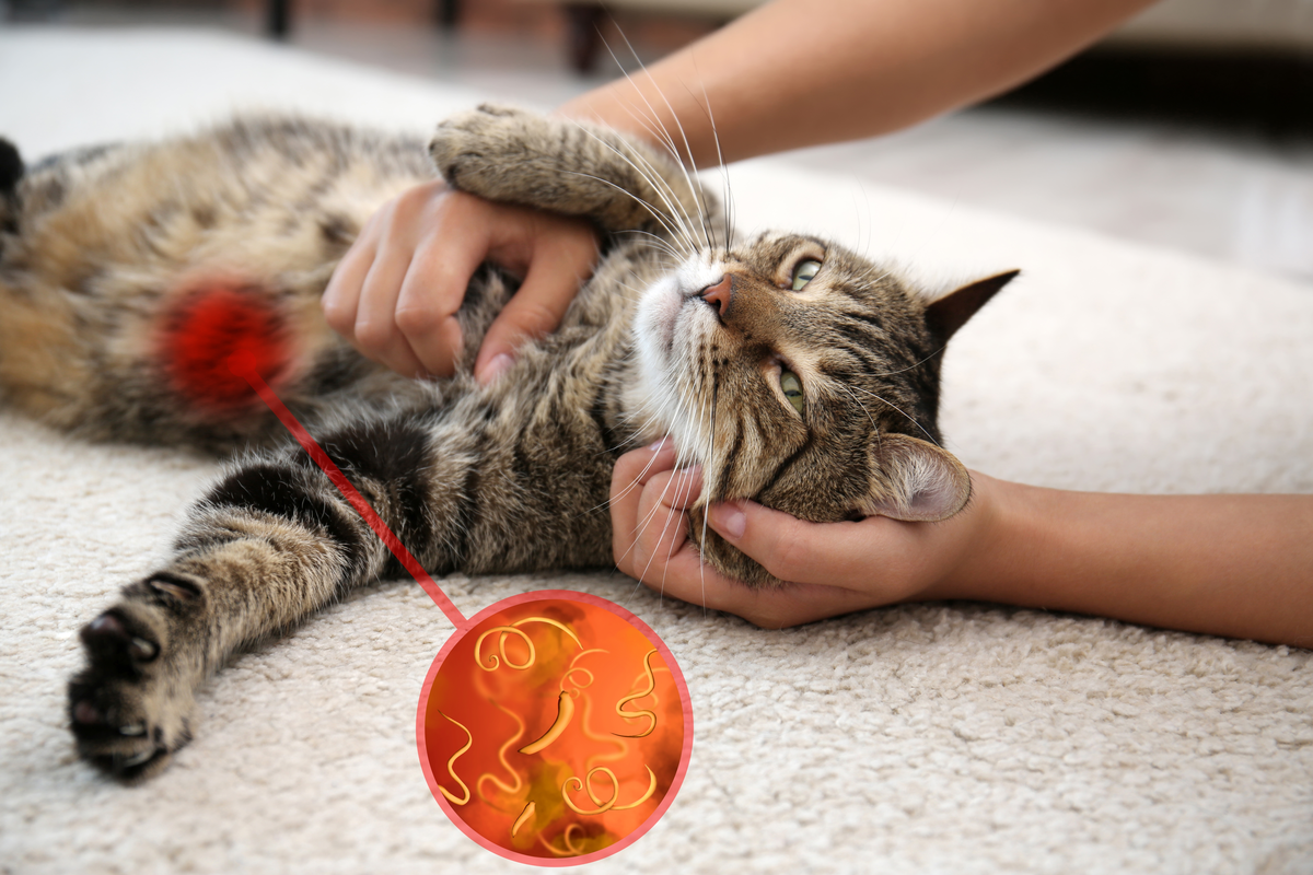 Vermifuger son chat pour éliminer les parasites internes !