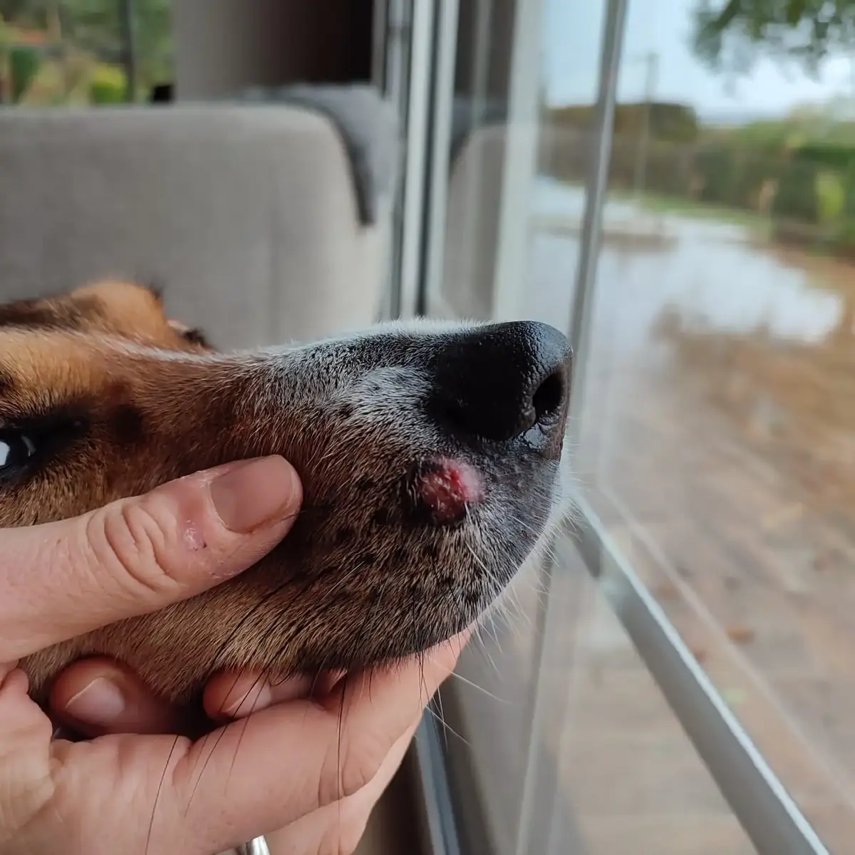 Mon chien a un bouton : s’agit-il d’un Histiocytome cutané ?
