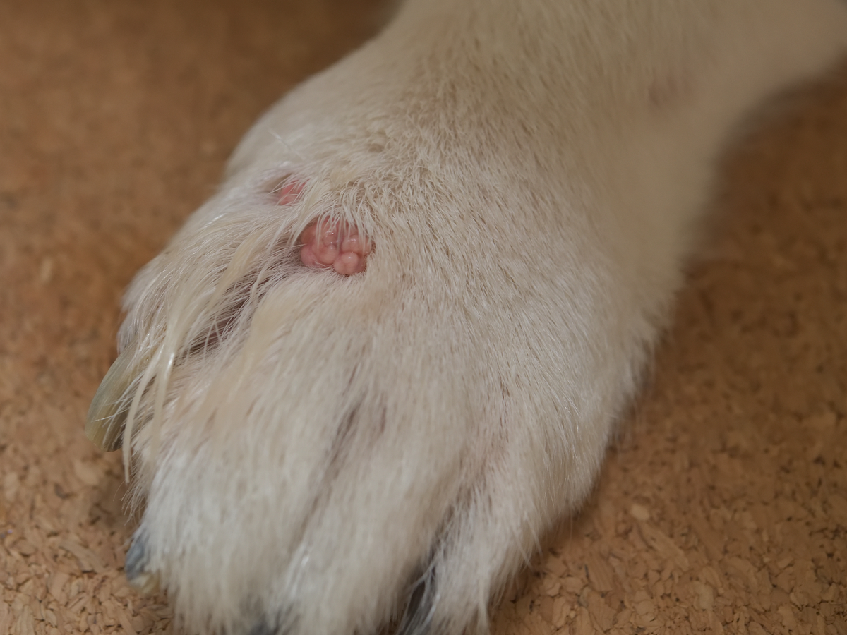 La verrue chez le chien : comment la reconnaître et la traiter