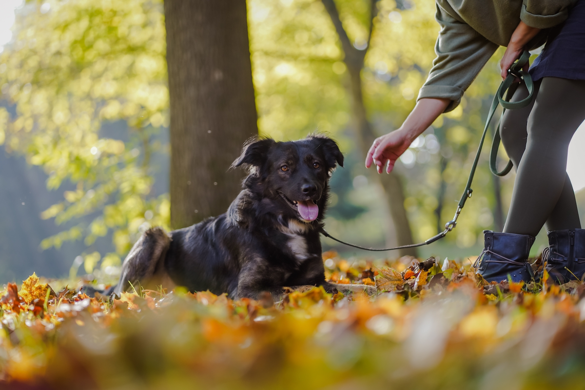 A partir du 15 Avril il faudra promener son chien en laisse : Où, pourquoi, et combien cela peut vous coûter en cas de non respect ?