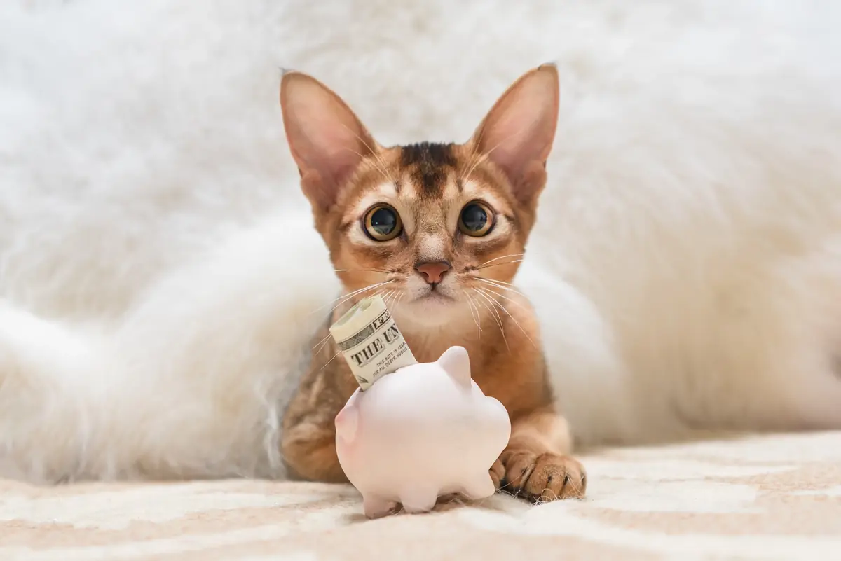 Comment bénéficier de la stérilisation gratuite de son animal ?