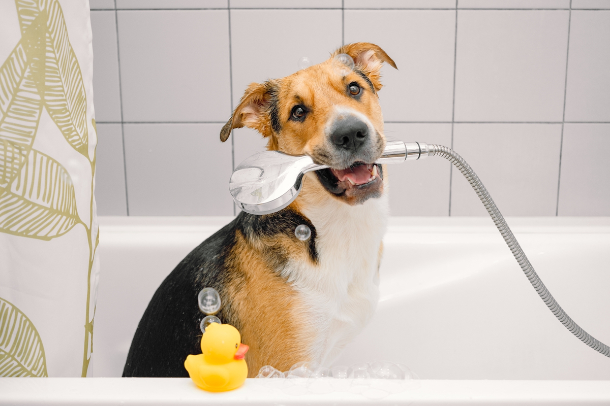 7 conseils pour bien laver son chien