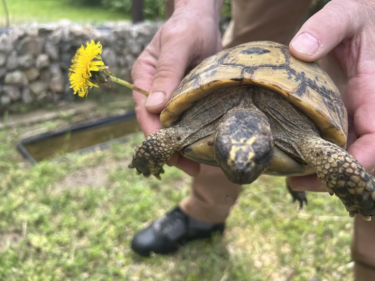 Adopter une tortue de terre : obligations légales et besoins de l’animal