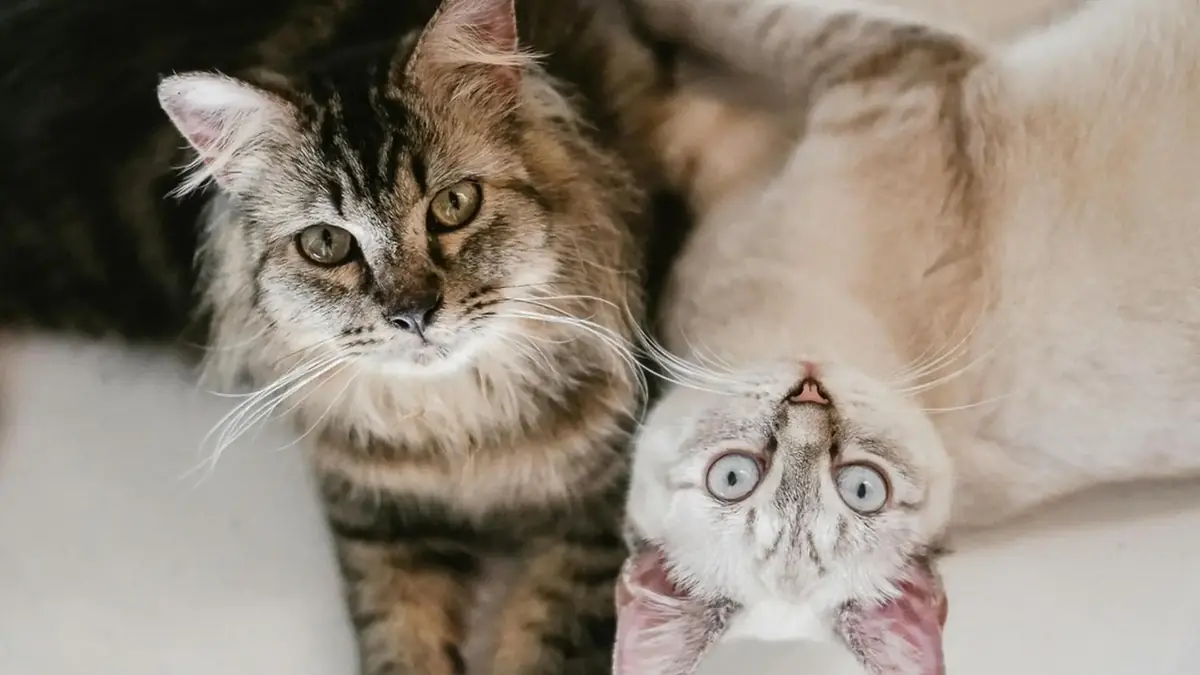deux chats adopt&eacute;s et cohabitent bien sans bagarre