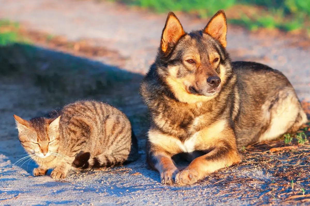Attention aux coups de soleil pour vos animaux !