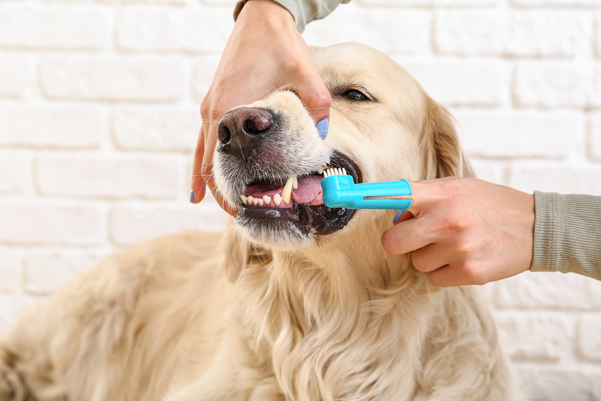  Mauvaise haleine, tartre, problèmes dentaires : pourquoi il faut brosser les dents de son chien ?