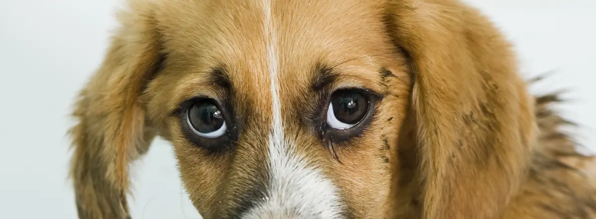 Maltraitance animale ? composez le 3677 numéro unique et gratuit