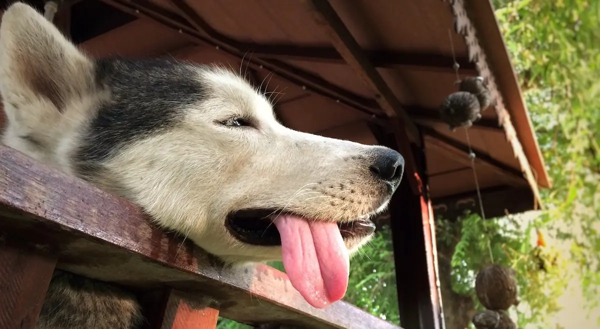 5 bonnes idées pour rafraîchir votre chien pendant l’été