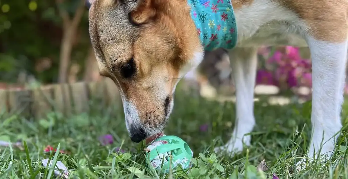 5 bonnes idées pour rafraîchir votre chien pendant l’été