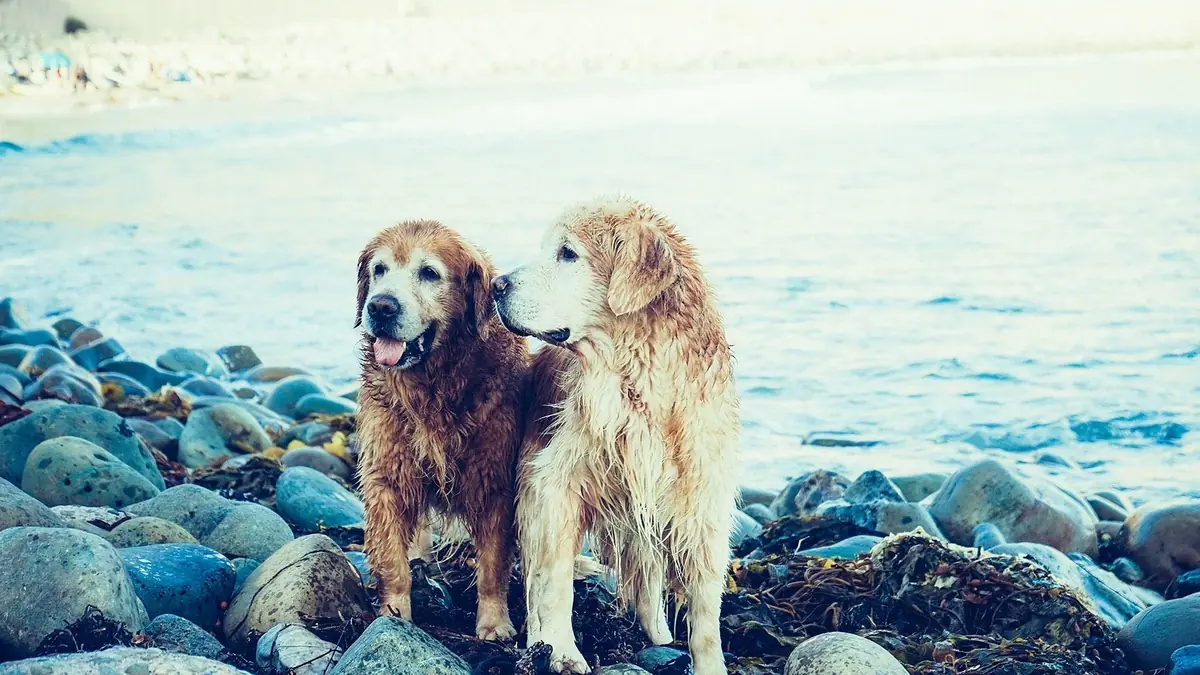 deux chiens golden au bord de l'eau