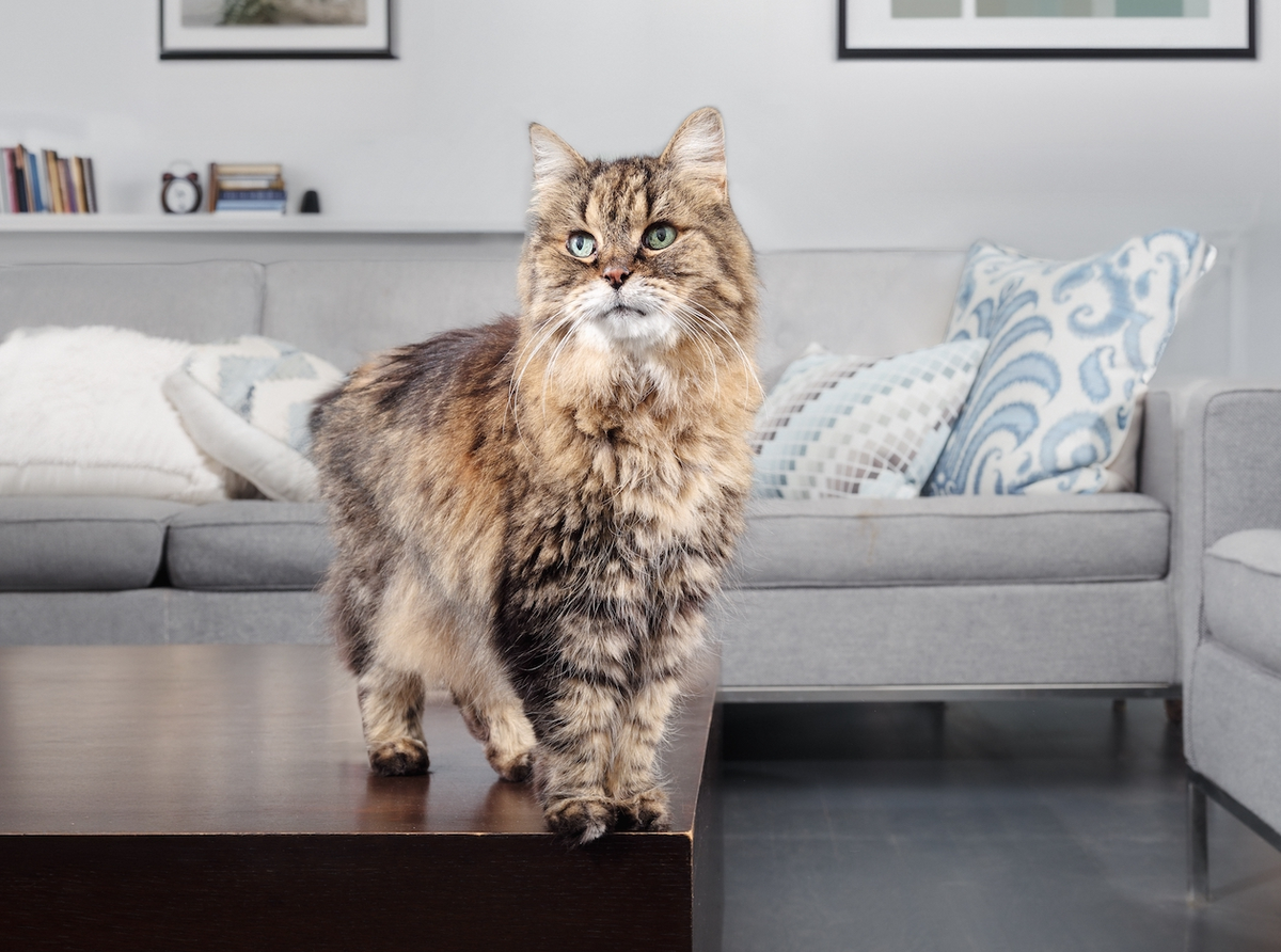 Comment se manifeste un problème de thyroïde chez le chat ?