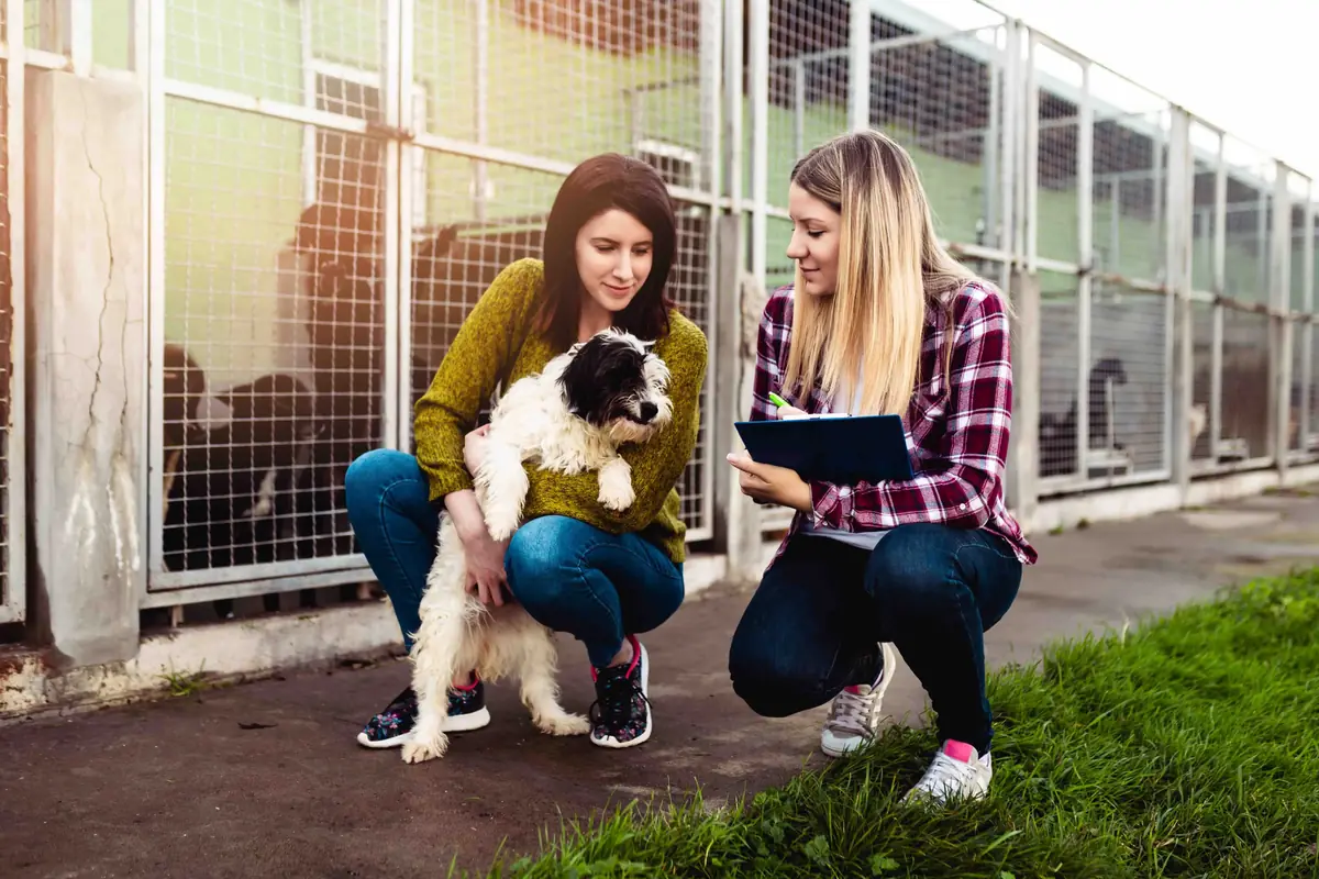 Agir pour la protection animale à Noël