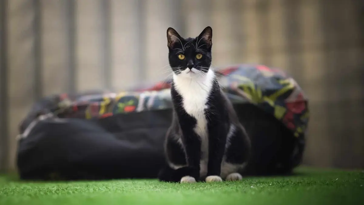 jeune chatte sensible et c&acirc;line &agrave; adopter &agrave; Paris