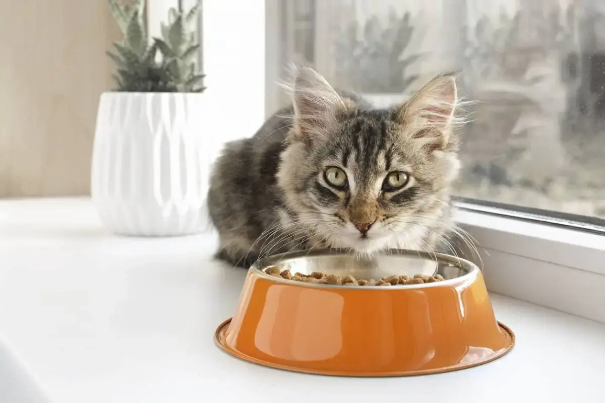 La race d’un chat a-t-elle une influence sur son alimentation ?