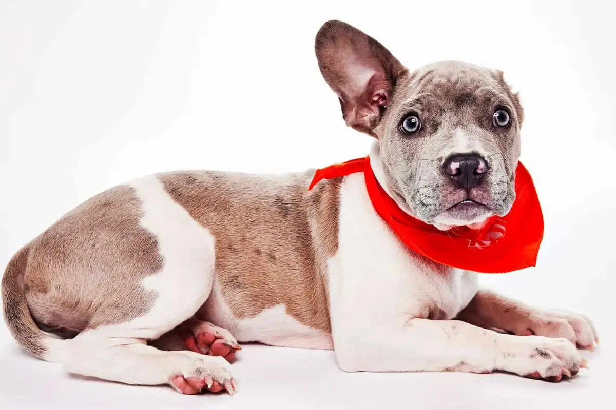 jeune chiot &agrave; une oreille avec un foulard rouge, adoption