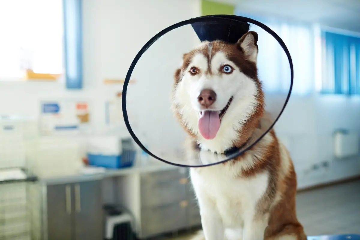 un chien &agrave; la clinique v&eacute;t&eacute;rinaire avec un dispositif de sant&eacute;