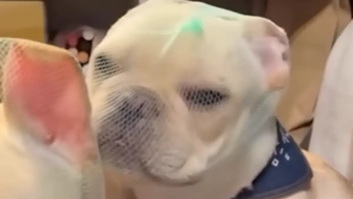 un chien avec un masque contre le hantavirus