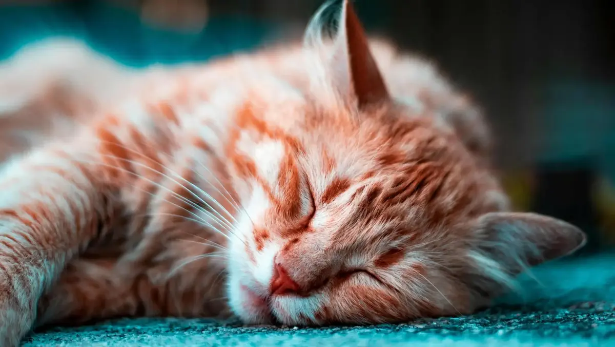 chat qui dort pour le changement d'heure