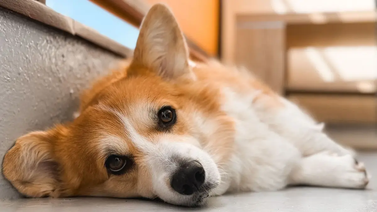 un chien qui a chaud