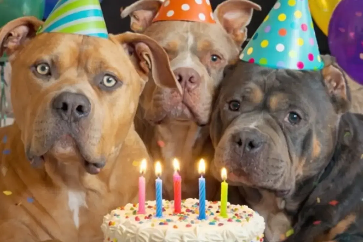 bundle of bullies Raffie Pickles Odin