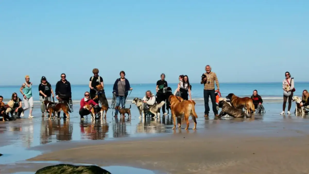 chien de refuge &agrave; la mer