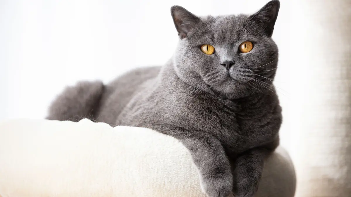 chat de race British shorthair &agrave; adopter