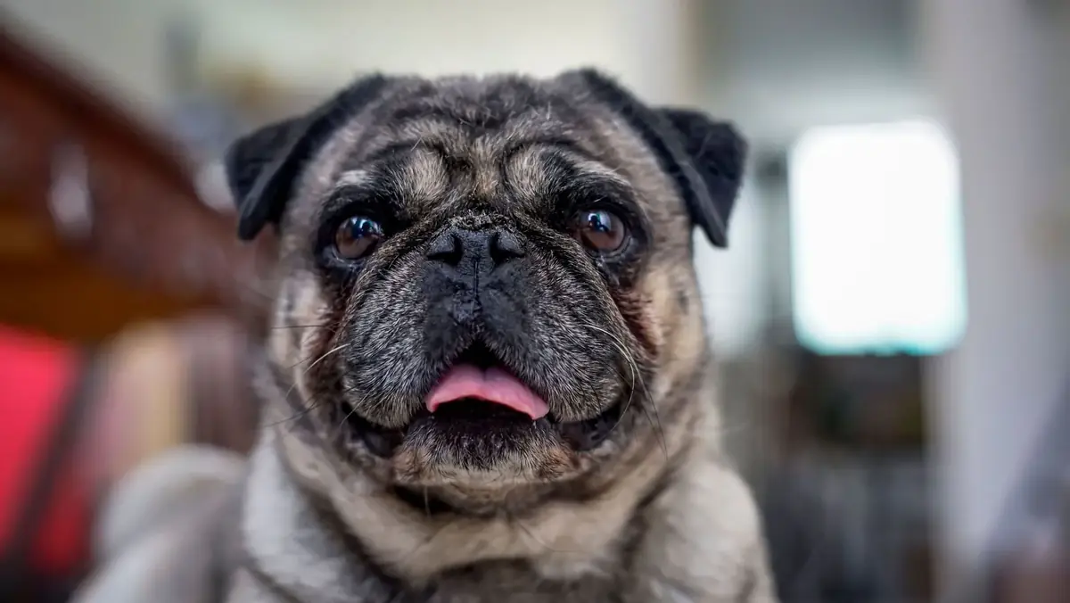 chien de race carlin qui a des probl&egrave;mes de sant&eacute; depuis son adoption