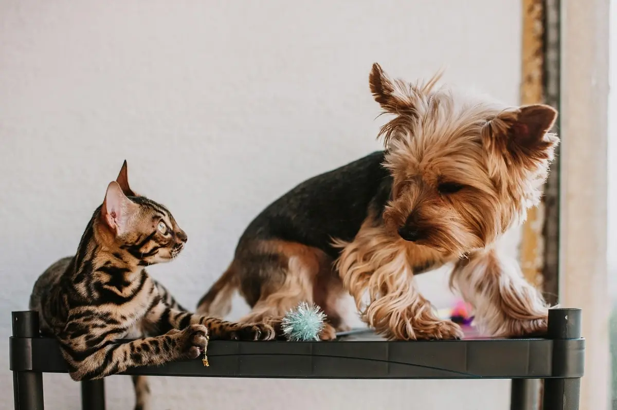 un chat et un chien qui s'amusent ensemble