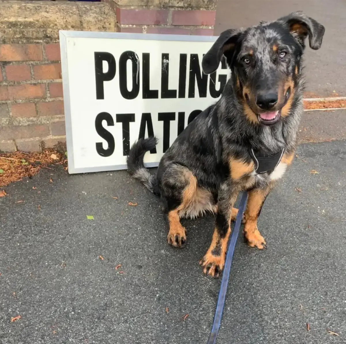 chien devant un bureau de vote au Royaume-Uni