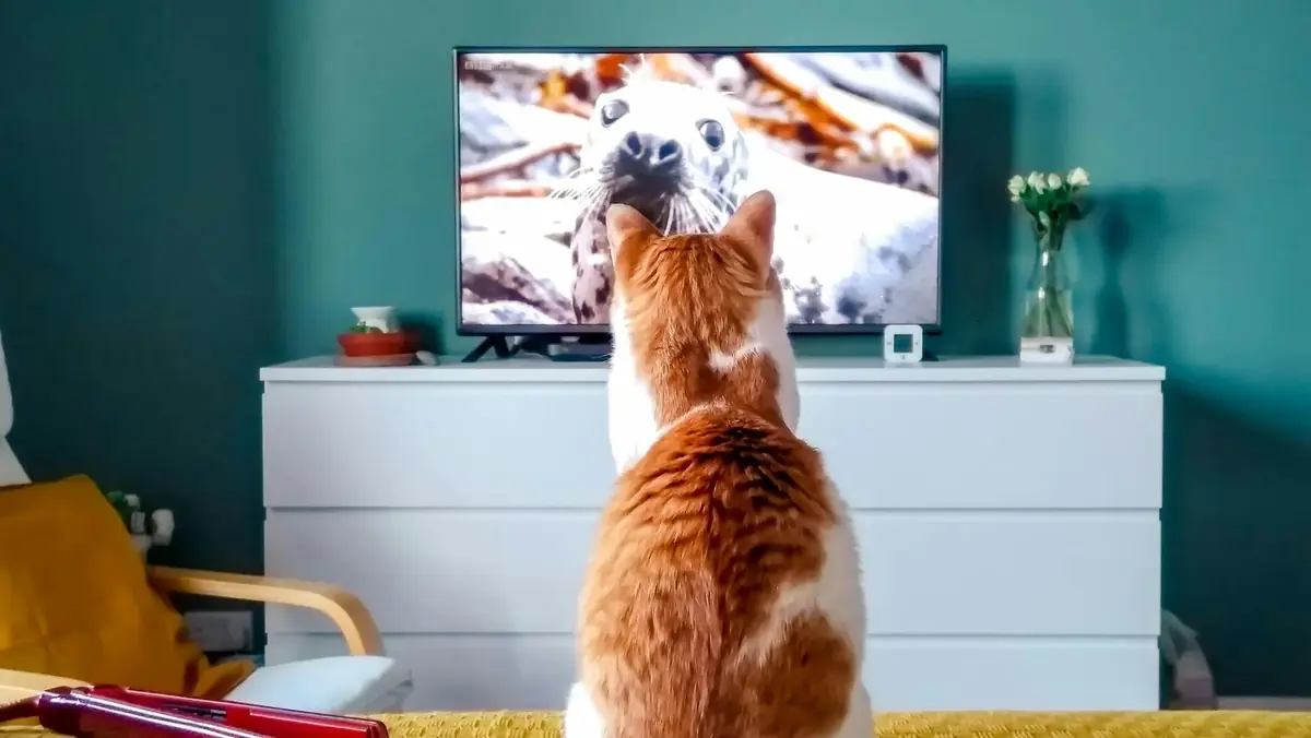 un chat qui regarde une t&eacute;l&eacute;vision