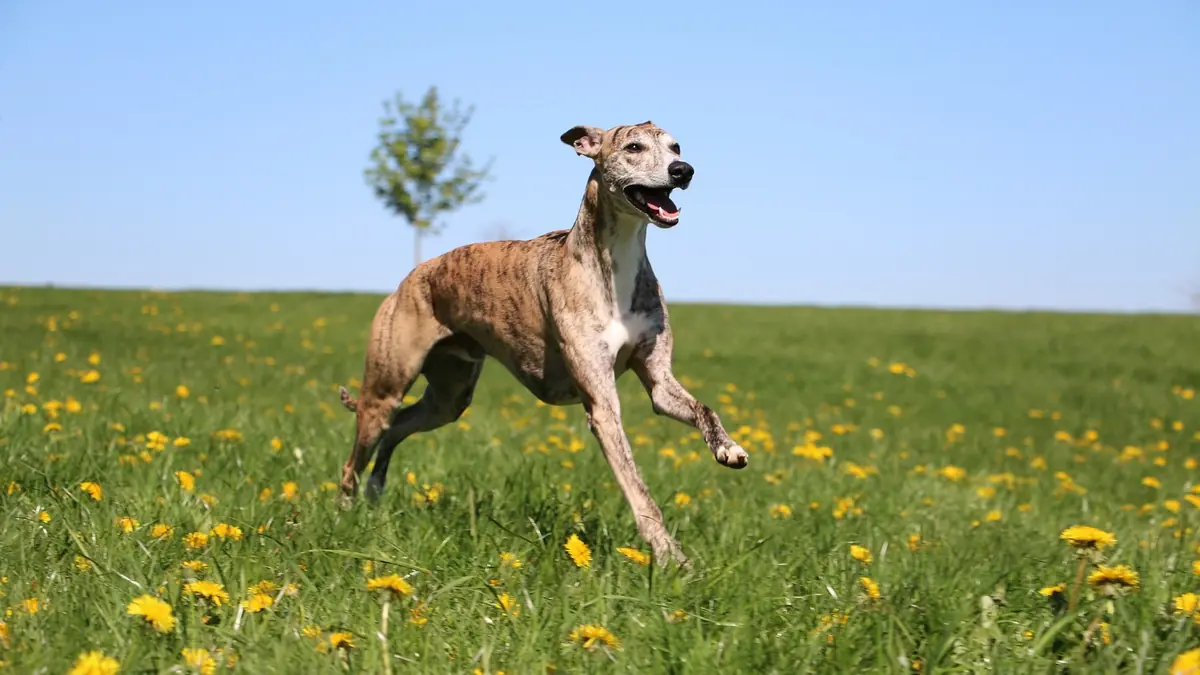 chien l&eacute;vrier anglais de race &agrave; l'adoption