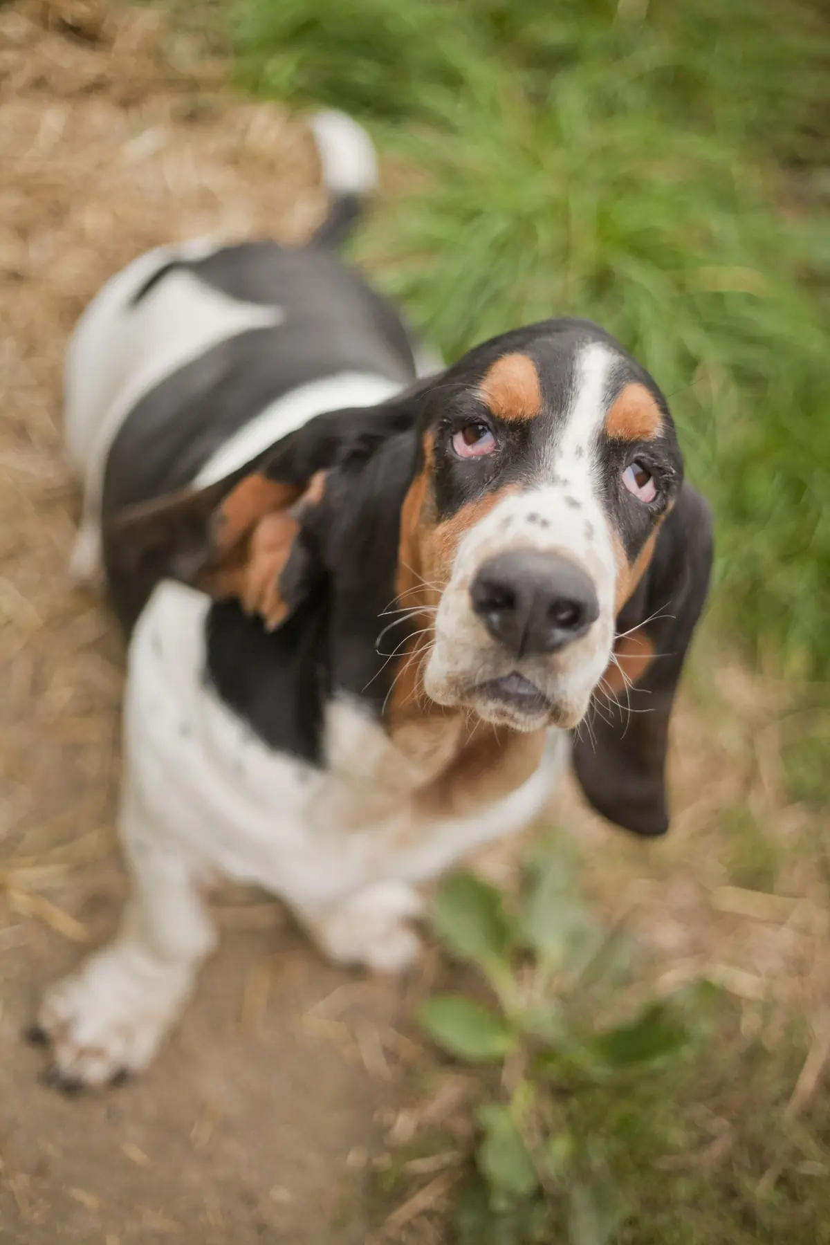 chien basset hound au regard attendrissant