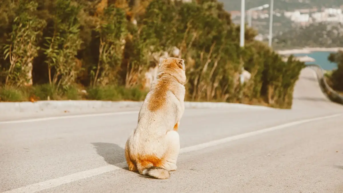 un chien abandonn&eacute; de mani&egrave;re sauvage