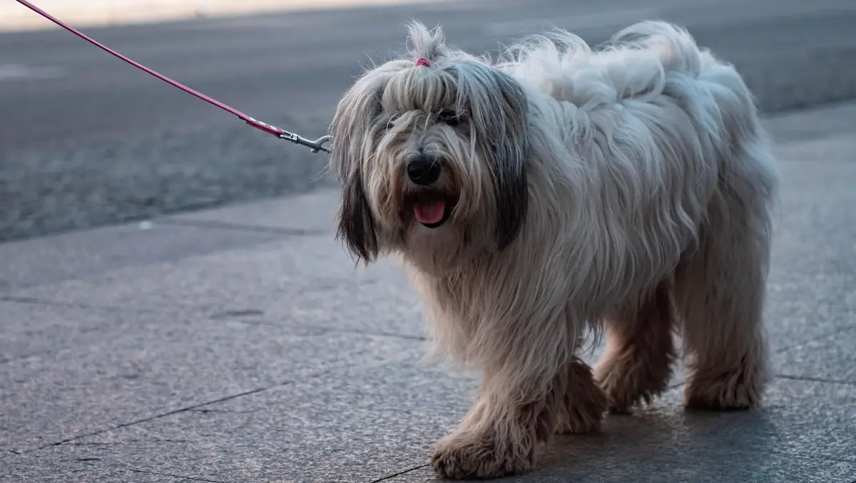 chien de race marchant en laisse dans la rue avant d'&ecirc;tre vol&eacute; &agrave; son ma&icirc;tre