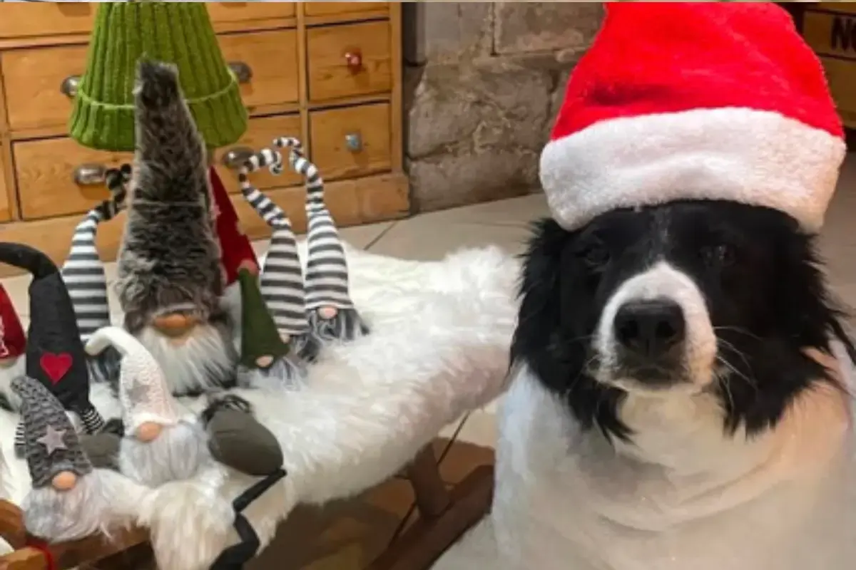 Inouk, le chien de Lou Jeanmonnot