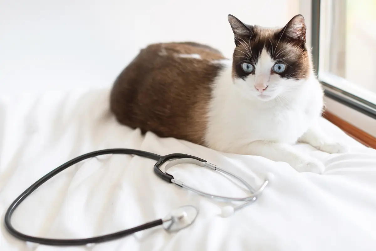 un chat aux yeux bleu regardant un st&eacute;thoscope dans un cabinet v&eacute;t&eacute;rinaire
