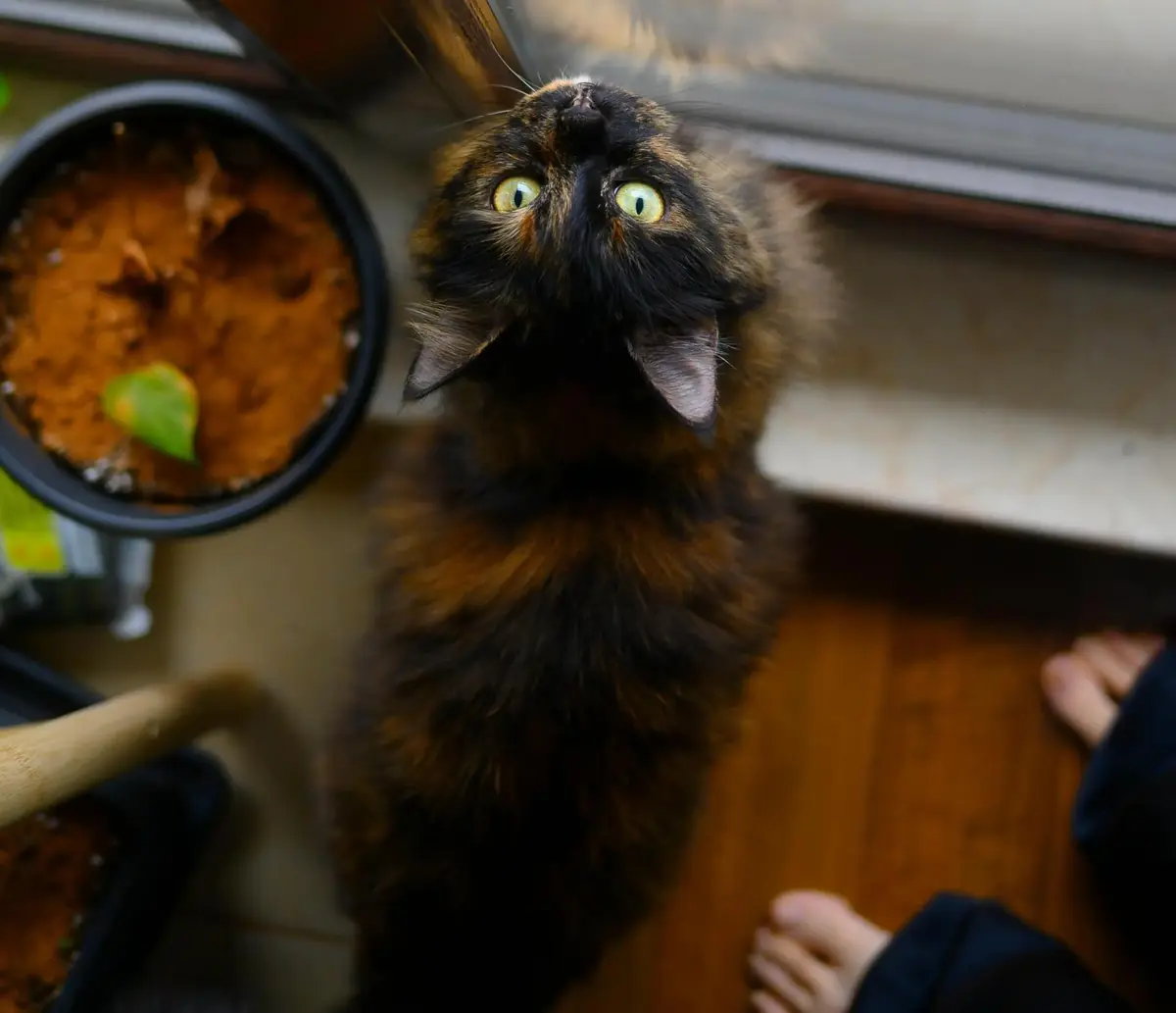 chat devant un porte miaulant pour sortir, comportement