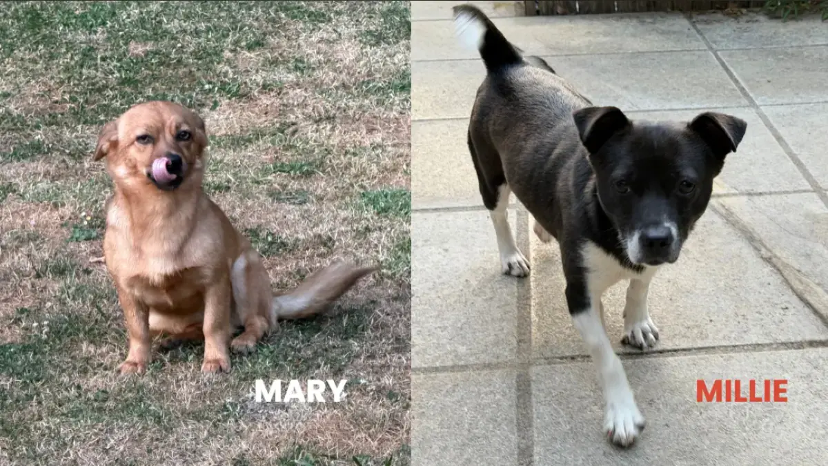 deux chiennes &agrave; l'adoption