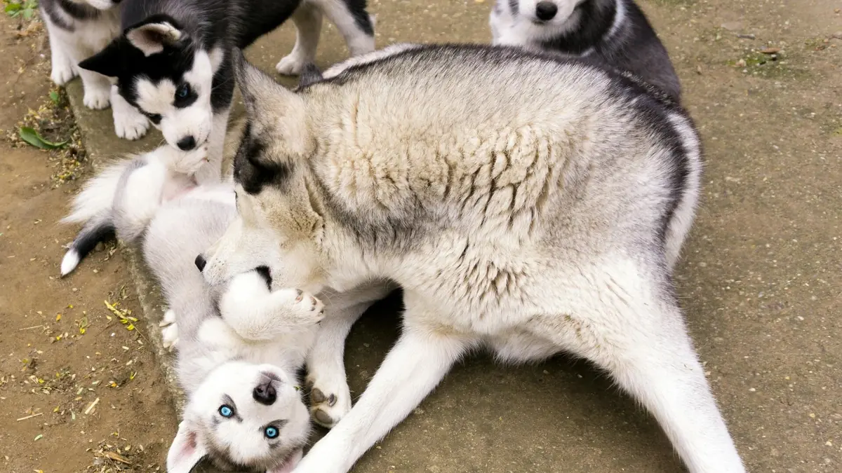 chienne husky et ses chiots